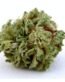 OG Kush