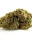Skunk #1